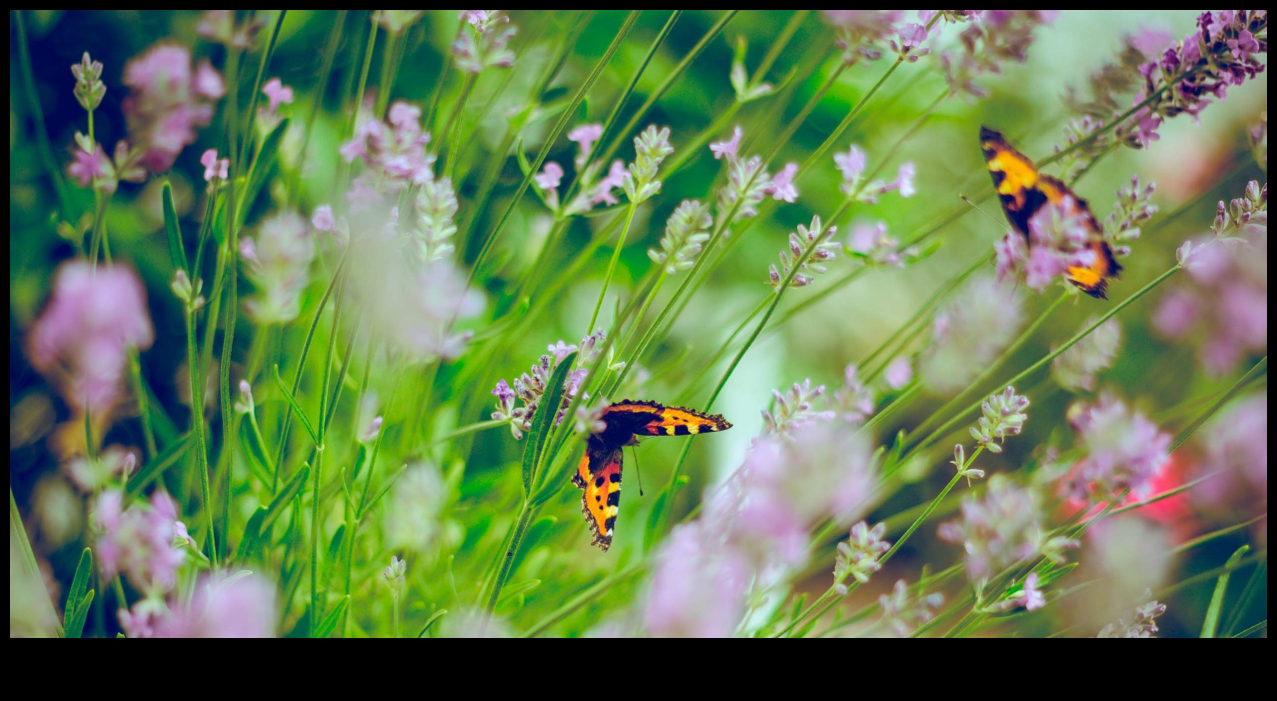 Nectarul naturii: Savurând dulceața activităților în aer liber